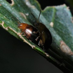 Nisotra bicolorata