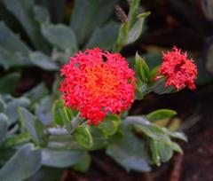 Kleinia fulgens