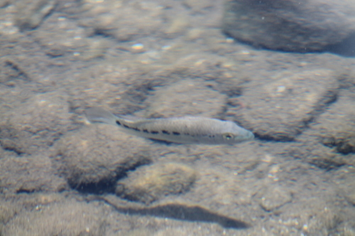 Barton's cichlid (Nosferatu bartoni) — Cichlidae — 5