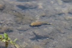 Herichthys labridens