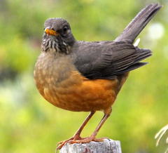 Olive Thrush photo 5