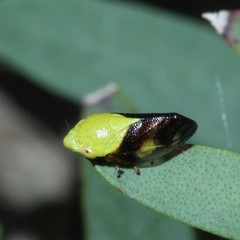 Machaerotidae