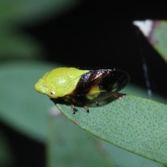 Machaerotidae