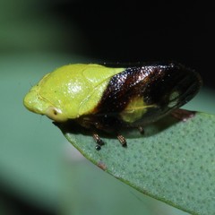 Machaerotidae