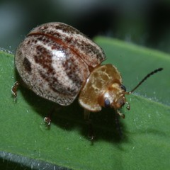 Paropsisterna semifumata