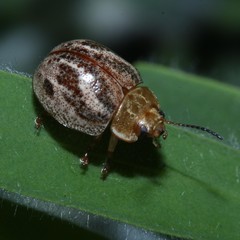 Paropsisterna semifumata