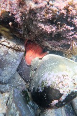 Anthaster valvulatus