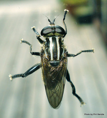 Orthoprosopa bilineata