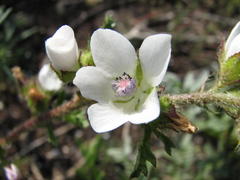 Anisodontea biflora