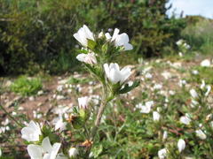 Anisodontea biflora