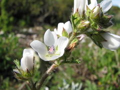 Anisodontea biflora