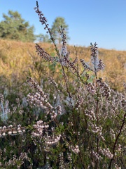 Calluna vulgaris