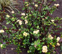 Euphorbia milii splendens
