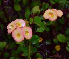 Euphorbia milii splendens