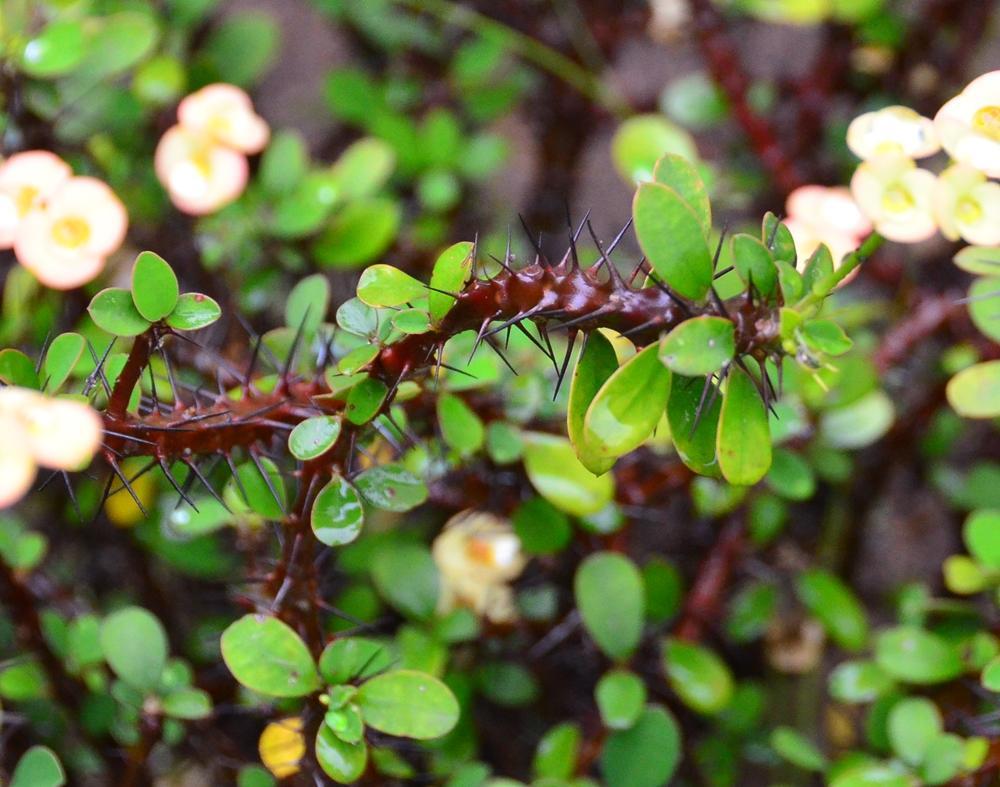 Euphorbia milii var. splendens