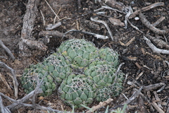 Coryphantha maiz-tablasensis