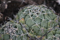 Coryphantha maiz-tablasensis