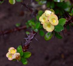 Euphorbia milii splendens