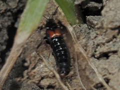 Aleochara bipustulata
