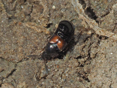 Aleochara bipustulata