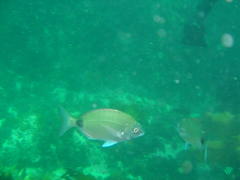 Diplodus capensis