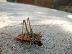 Paradrymadusa