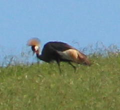 Balearica regulorum regulorum