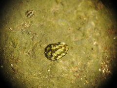 Theodoxus fluviatilis