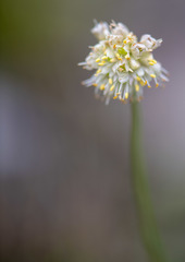 Allium schischkinii