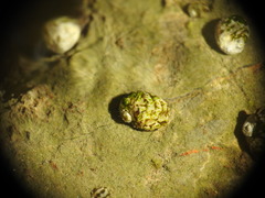 Theodoxus fluviatilis