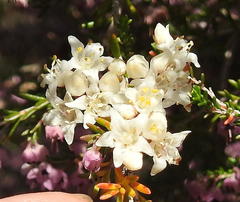 Cuscuta africana