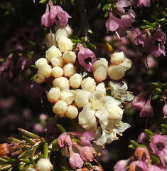 Cuscuta africana