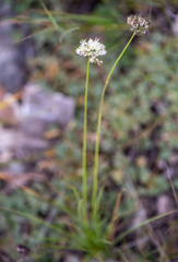 Allium schischkinii