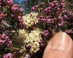 Cuscuta africana