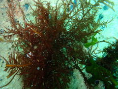 Gracilaria