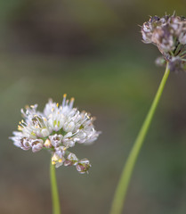 Allium schischkinii