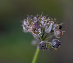 Allium schischkinii