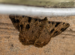 Psilalcis conspicuata