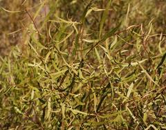 Euclea linearis