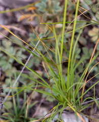 Allium schischkinii