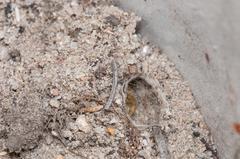 Psycharium pellucens