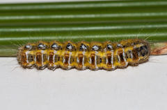 Psycharium pellucens