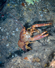 Enoplometopus occidentalis