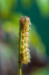 Psycharium pellucens