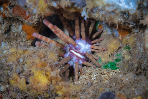 Eucidaris metularia (Lamarck, 1816)