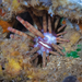 Ten-lined Urchin - Photo (c) David R, some rights reserved (CC BY-NC), uploaded by David R