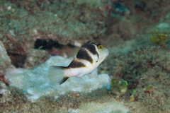 Canthigaster coronata