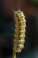 Psycharium pellucens