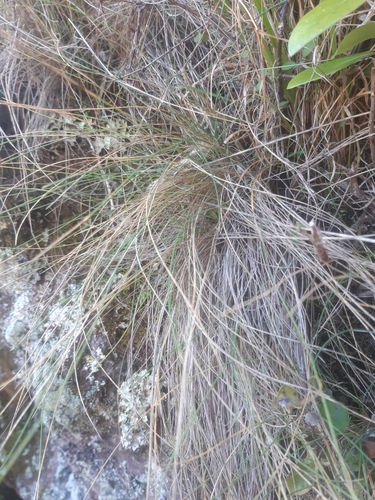 Image of Festuca actae by no rights reserved