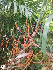 Chamaedorea seifrizii